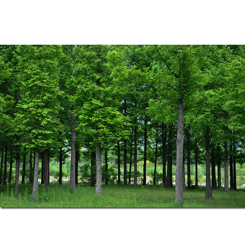 欧零树木森林树林田园风景画玄关挂画儿童房间护眼图客厅餐厅装饰贴画