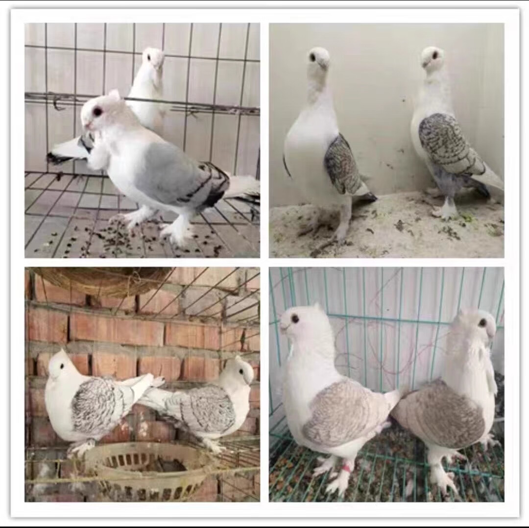 鸽子活一对观赏鸽凤尾摩登那点子两头乌淑女种鸽大全物短嘴体成年