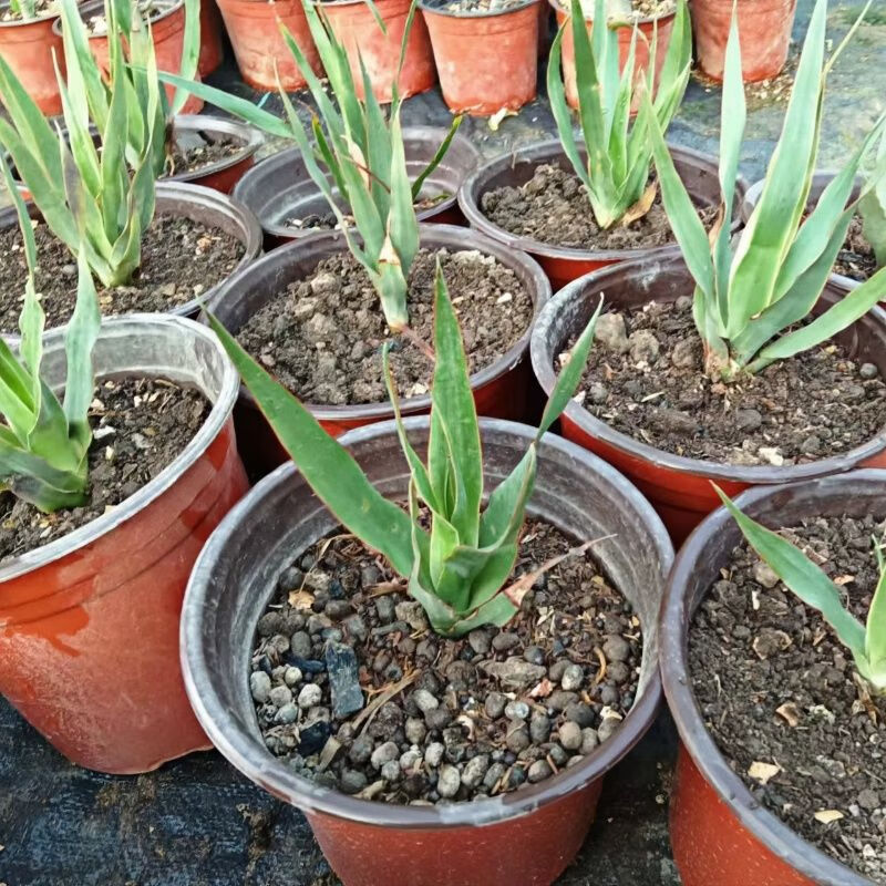 溥畔加纳利龙血树 天门冬科庭院客厅网红块根多肉植物 实生2年苗 高15