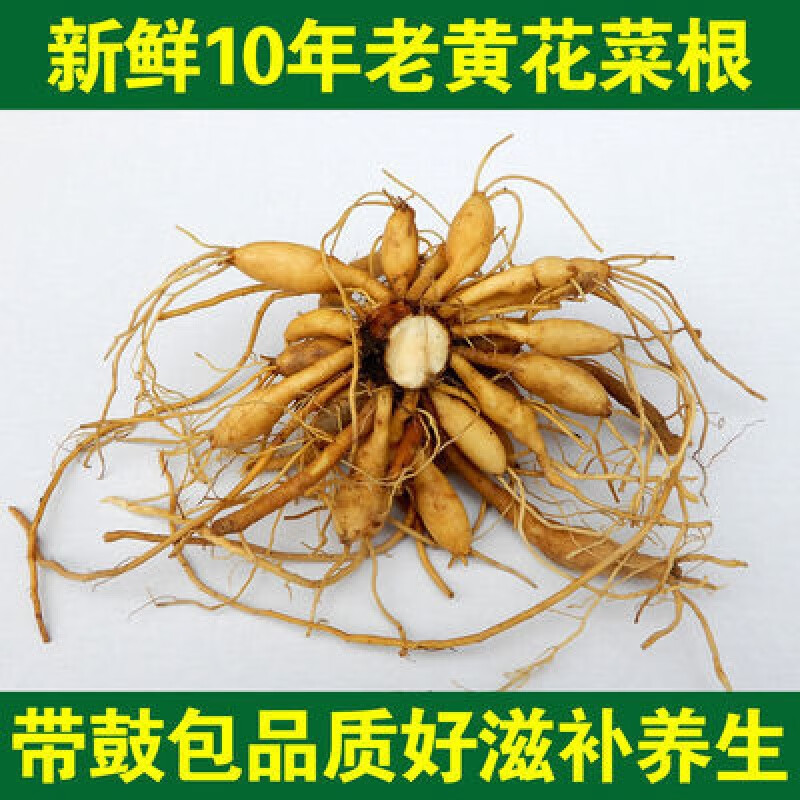 原料野生新鲜黄花菜根中药材500g金针苗根萱草根忘忧草根黄花菜苗 500g
