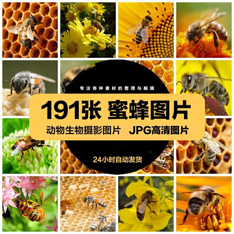 高清动物生物jpg图片蜜蜂采蜜蜂巢蜂窝美工设计喷绘打印素材 标准