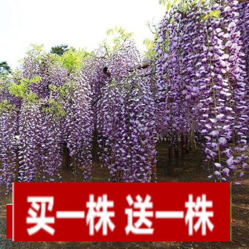 日本长穗紫藤5年苗2株装) 不含盆