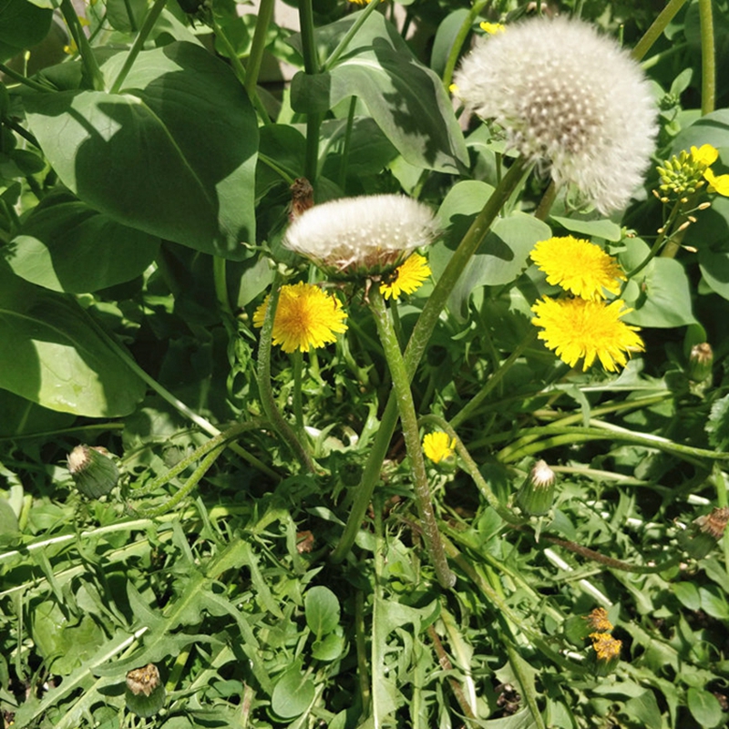 花草林木类价格历史最低|花草林木类价格历史
