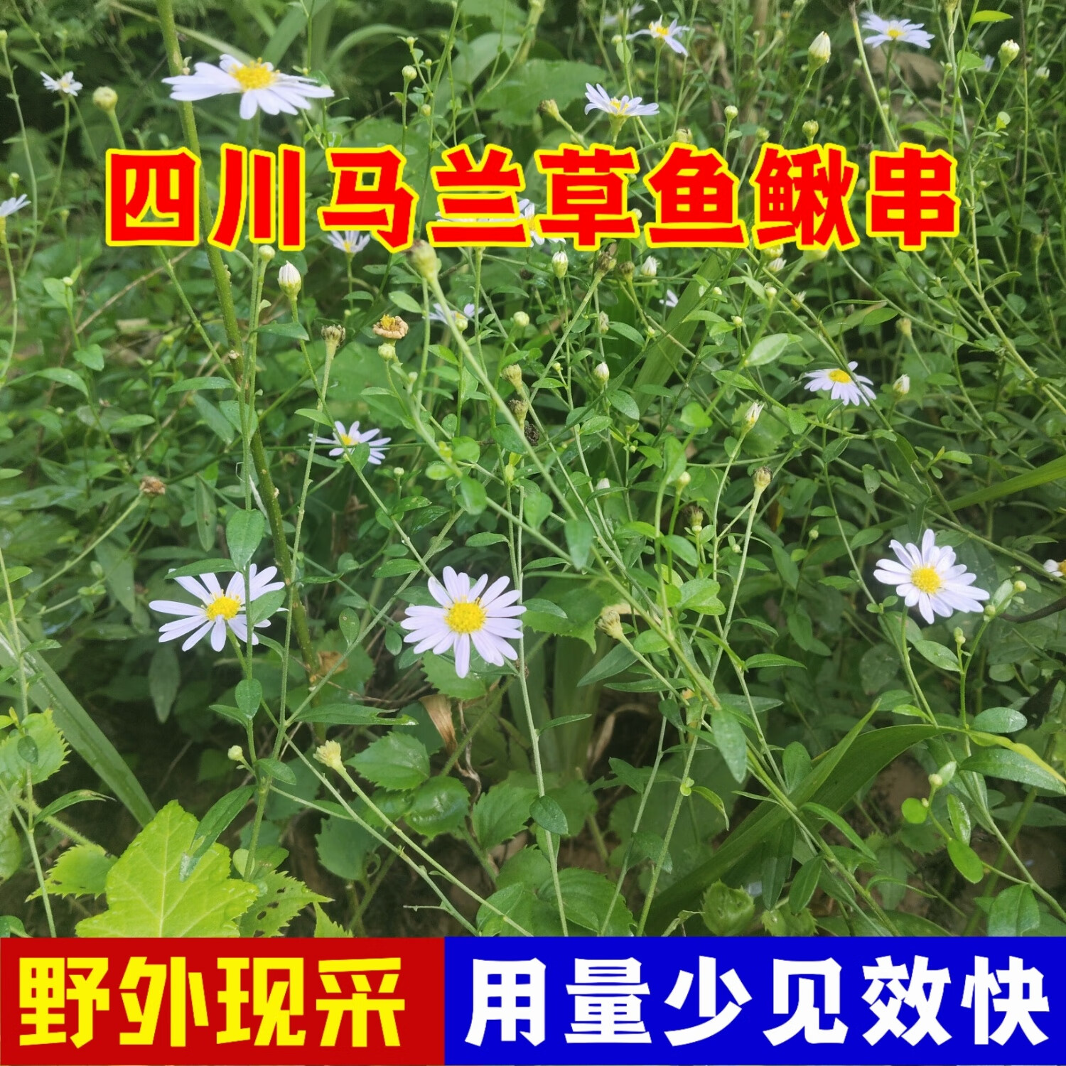 四川马兰头根路边菊苗鱼鳅串泥鳅菜红梗菜天然中药材新鲜干货农村