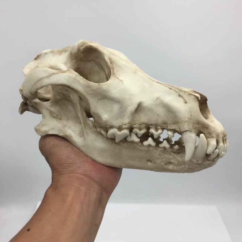 溥畔动物狼头骨模型标本化石绘画教学素描参考收藏造景 狼头骨骨头色