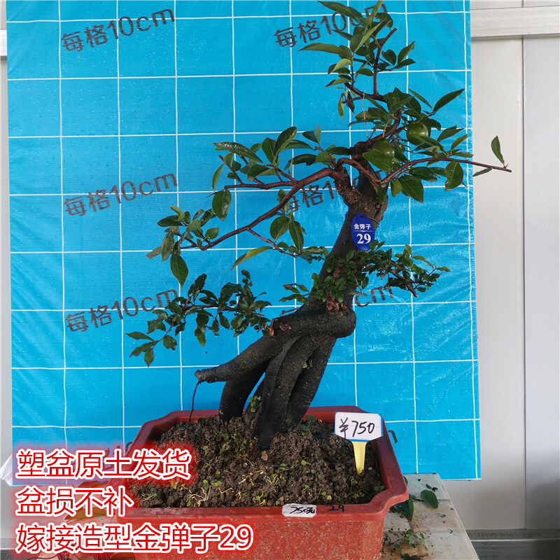 金弹子熟桩盆景 结果金蛋子盆栽 四川血红 葫芦 花生果黑塔子老桩