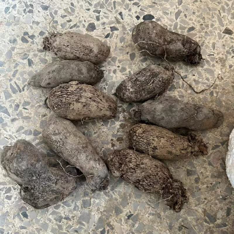 哒琳北北正宗赣南新鲜紫山药脚板薯大薯紫毛薯小薯籽 5个小薯仔(不带