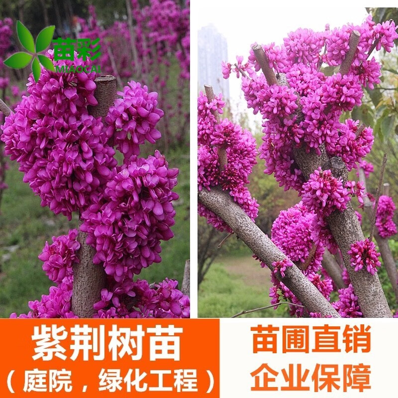 苗彩紫荆花苗紫荆树苗满条红紫荆小苗紫薇樱花树苗工程苗庭院绿化苗木风景树单杆耐寒地栽盆栽花卉单杆地径3公分粗【带分枝发】主图3
