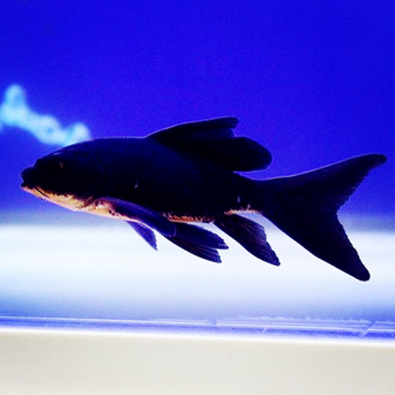 纯种龙凤锦鲤活鱼长尾活体好养耐活冷水鱼鱼龙凤锦鲤活鱼观赏鱼 10-12