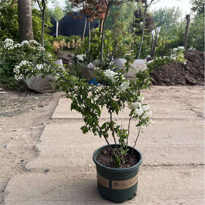 曼杉园麻叶绣线菊盆栽珍珠梅小手球喷雪花耐寒耐热好养花期长开花多