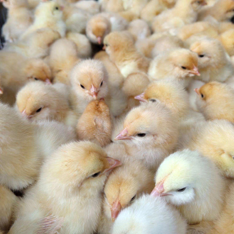 纯种三黄鸡活苗快大黄鸡苗活体仙居土鸡三黄小鸡活苗包活 纯种三黄鸡