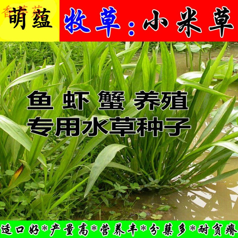 香葶苑   小米草种子水草鱼虾蟹牧草籽雀叶稗湖南稷子 高产耐水淹耐旱