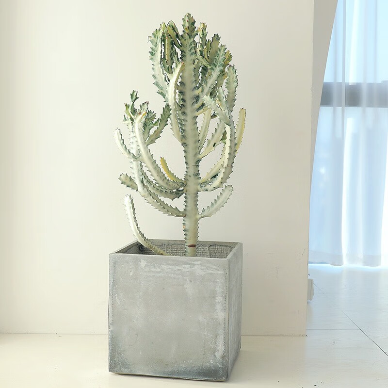 白龙骨盆栽室内外绿植仙人掌大型植物沙生造景大戟科量天尺仙人柱 高