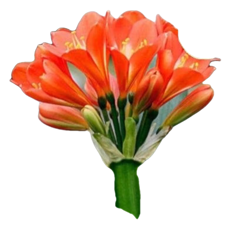 ѾԾƷֲֲԲͷĴ Բͷؼ10-12ƬҶ  31Ԫ2(15.5Ԫ/)