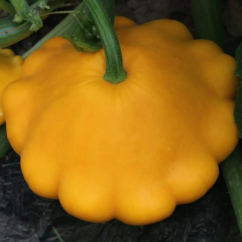 金枝恋 飞碟瓜种子蝶形瓜玩具迷你小南瓜种籽黄白飞碟瓜特色观赏观光