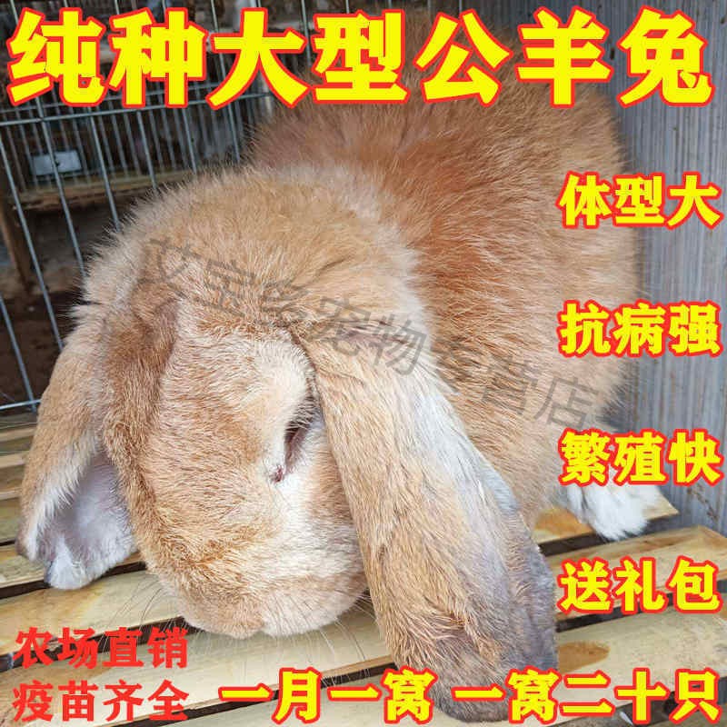 新品巨兔喜马拉雅兔子活物大型肉兔子苗幼崽兔子活体家养大型兔苗