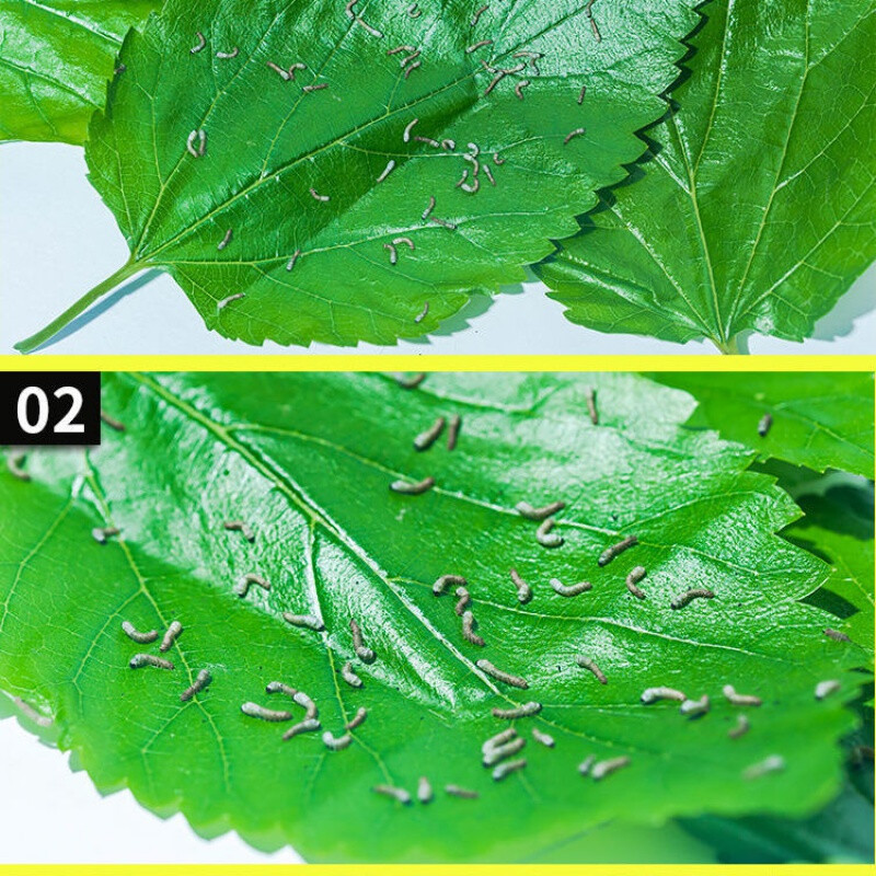 新鲜桑叶蚕宝宝活体蚕卵桑蚕鲜桑叶桑蚕学生养蚕套装蚕叶嫩桑叶 新鲜
