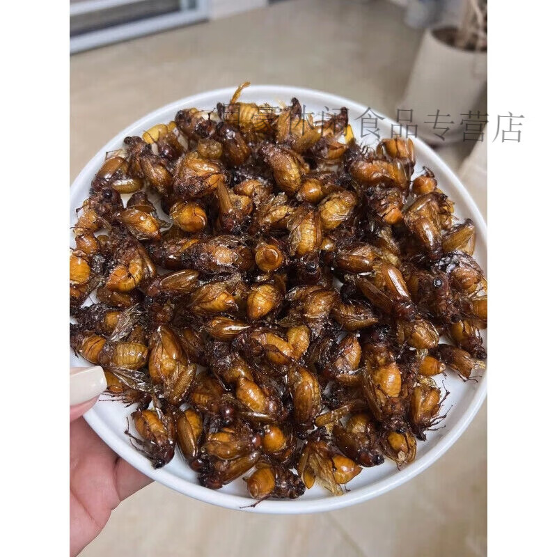 金龟子瞎撞子新鲜高蛋白瞎胖子宠物昆虫高蛋油炸麻辣蚕蛹香辣即食