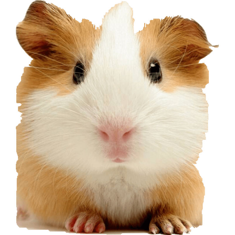 想要购买异宠活体？泽彦宠物荷兰猪供应价格及走势，值得一看！|如何查京东异宠活体最低价格