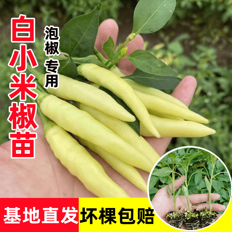 细辛白小米椒苗辣椒苗秧玉指小米辣泡椒野山椒幼苗春秋阳台盆栽蔬菜苗