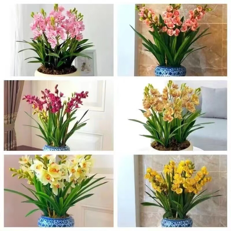 新品晚香玉球根驱蚊虫四季开花重瓣花浓香型花卉盆栽 混色装【驱蚊虫