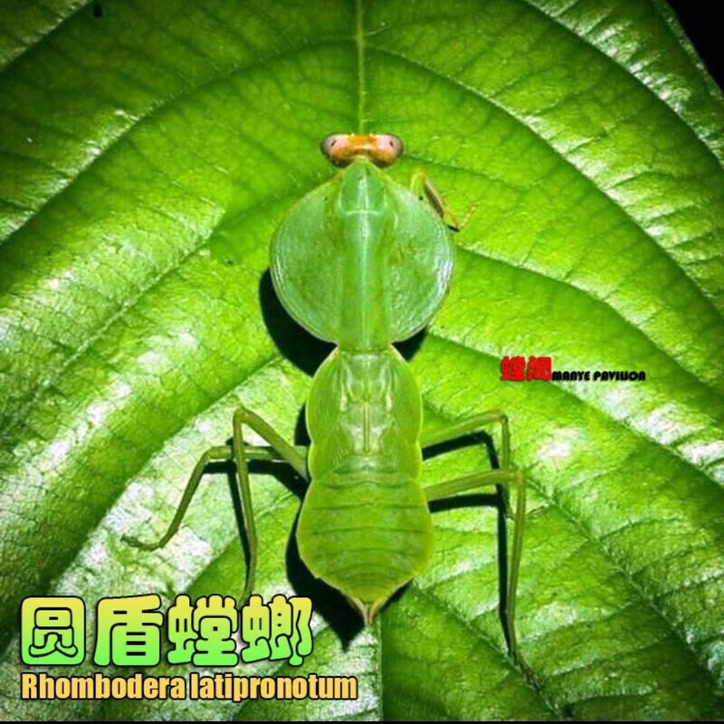 包邮圆盾螳螂活体宠物昆虫活体宠物昆虫宽菱背螳螂盾螳办公室宠物