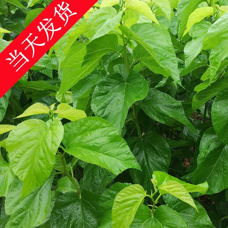 京东实时热销榜 2023-03-23 - 第8张 | 最新购物优惠券 京东实时热销榜 2023-03-23 - 第8张 | 最新购物优惠券