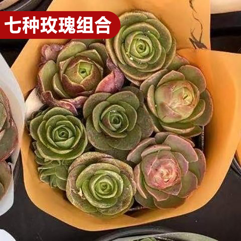 多肉盆栽绿植物系列酒杯粉耶罗高山玫瑰花卉室内阳台易 7种玫瑰组合