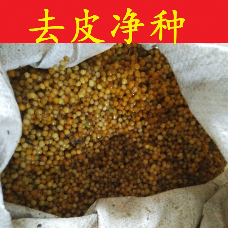 元冬药材种子 姜形黄精种子 滇黄精种苗 多花黄精种籽 老虎姜 去皮