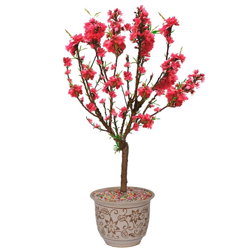 花之然 紫叶桃 紫叶桃苗紫叶桃树苗 红叶碧桃 红叶桃 绿化苗木 种子