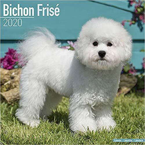 【预订】bichon frise calendar 2020