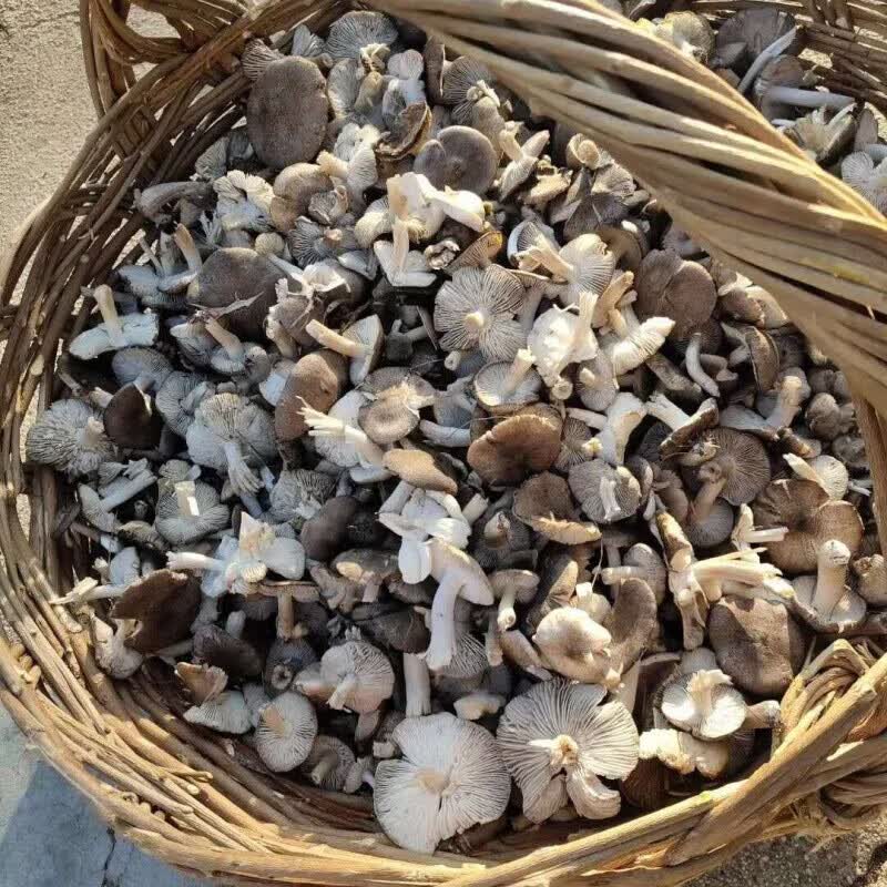 虎钢馋东北特产野生小灰蘑菇精品干货新鲜咸小灰蘑菇腌制无根小鸡炖