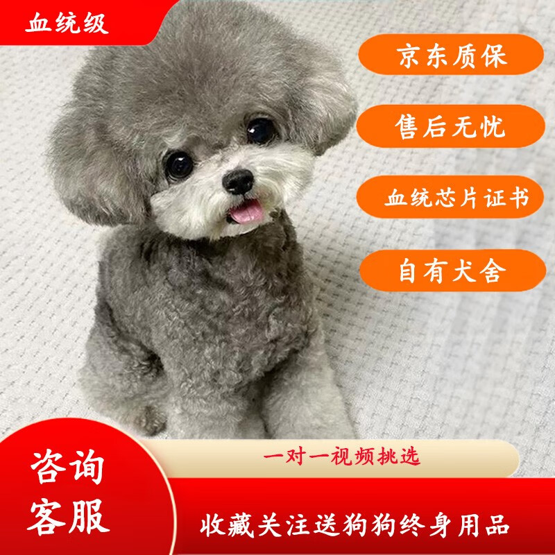 果粒之星纯种灰泰迪香槟色泰迪幼犬小型犬贵宾犬宠物狗活体小狗 灰泰迪宠物级使用感如何?