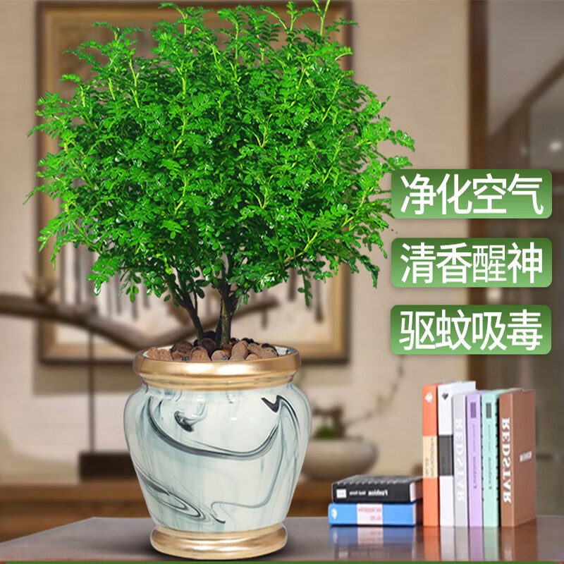 米诺杰 正宗清香胡椒木盆栽醒X驱蚊草植物室内花卉绿植净化空气好养盆景 一株清香木+塑料盆+肥料