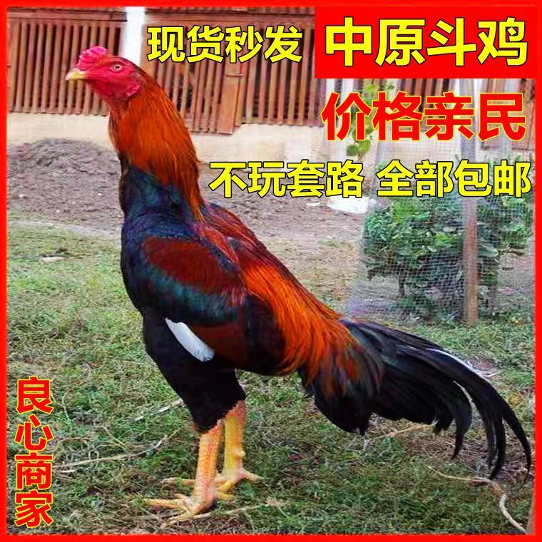 半斤斗鸡苗纯种越南鬼子小鸡活苗正宗中原一斤斗鸡仔现货 3-4两中原