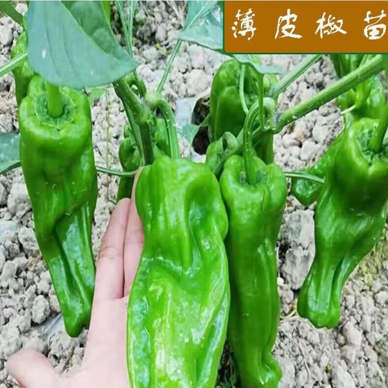 瑞蔬源蔬菜苗幼苗四季种小秧苗辣椒苗青椒苗盆栽地栽种植苗薄皮椒苗6棵