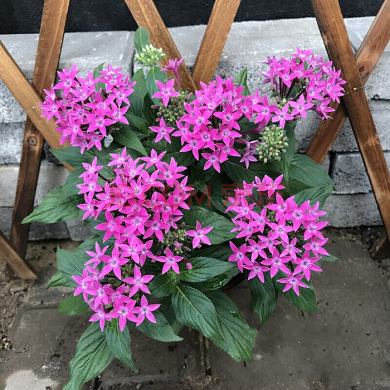 苓芊五星花盆栽耐热花卉露养耐晒繁星花花期长 紫色小盆 不含盆