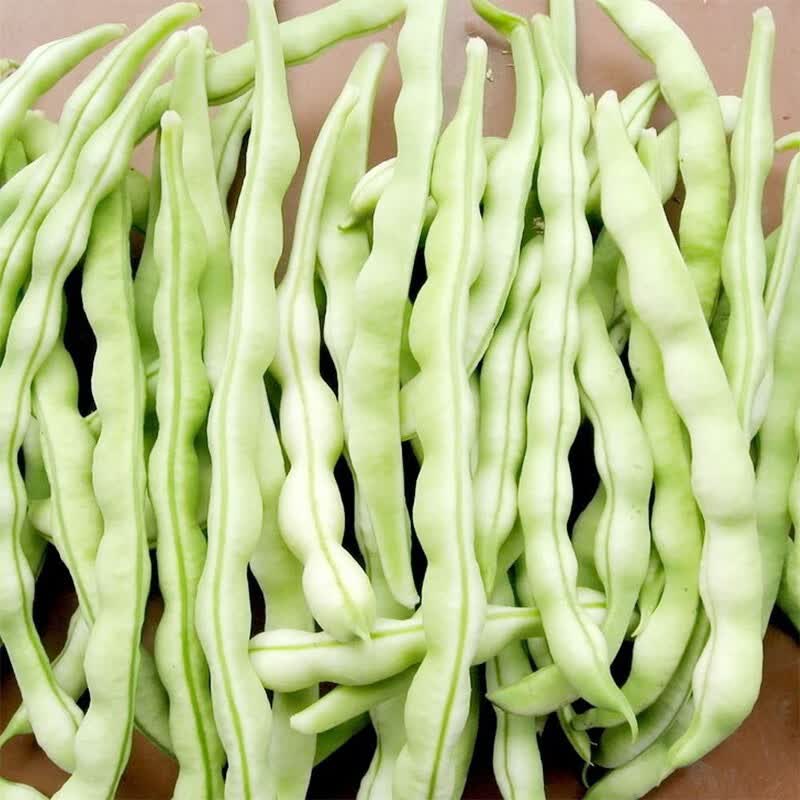泰国无筋架豆种子长芸豆菜豆青豆高产春季秋冬四季菜种子盆栽豆角籽