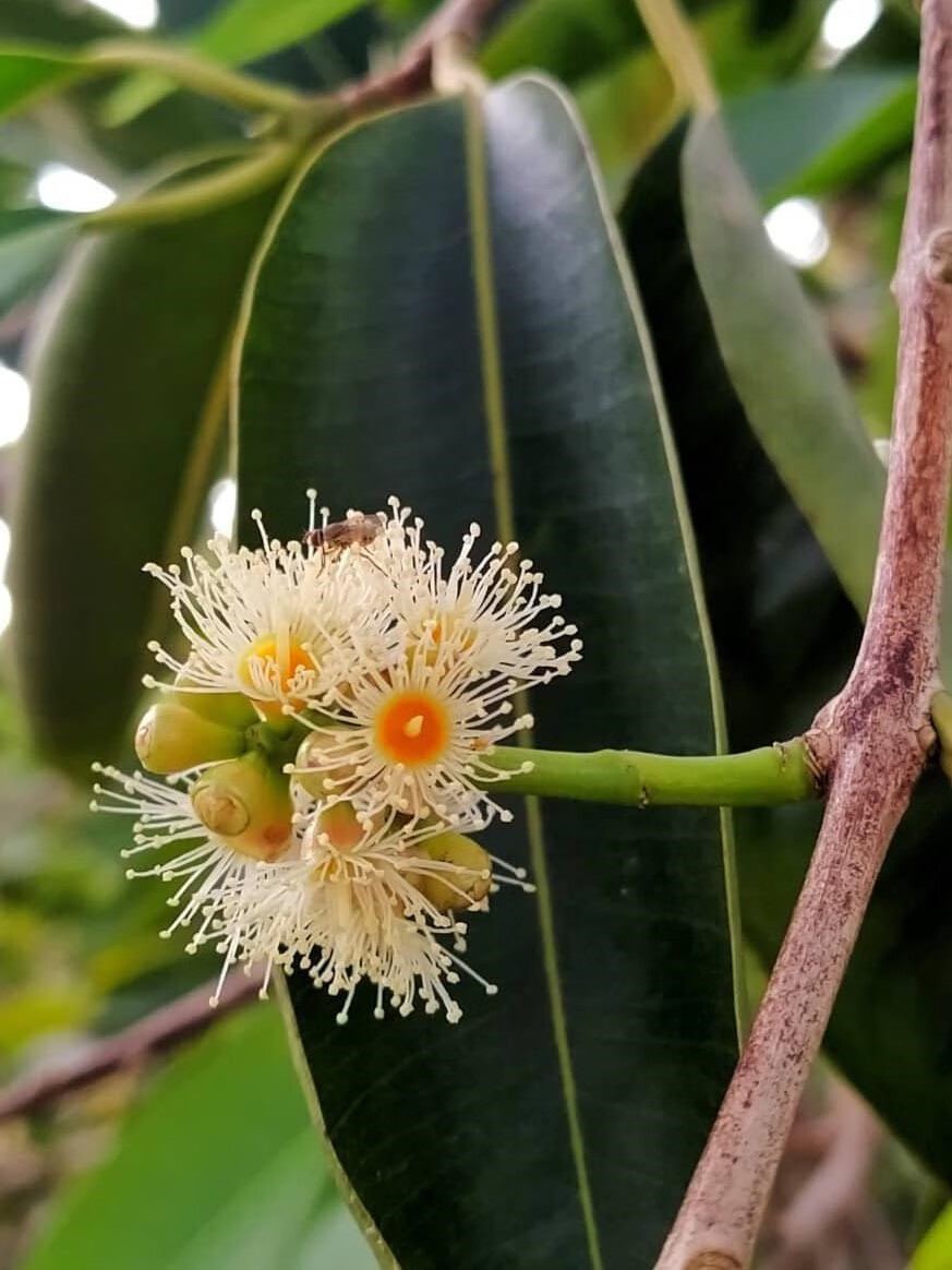 芗苒水瓮种子四季种植用种籽花籽 水瓮种子一斤