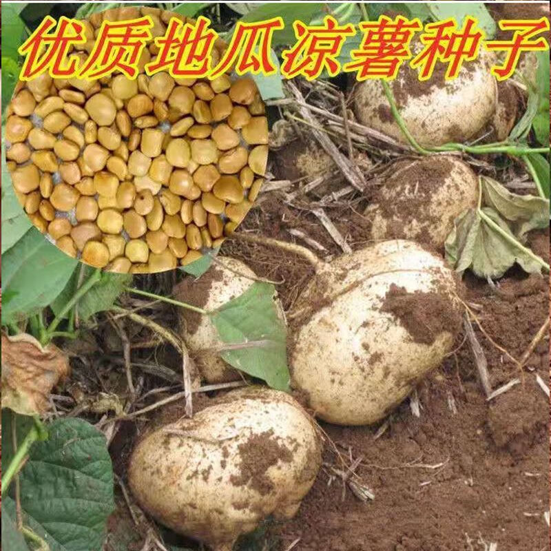 水果地瓜种籽特大白瓤香甜早熟沙葛土瓜春夏瓜果籽 牧马山地瓜种子