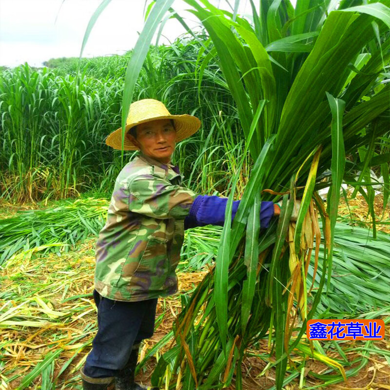 高丹王草种子四季养牛羊鹅猪兔喂鱼草种再生大力士甜高粱牧草种子 饲用甜高粱种子1斤【收割再生】