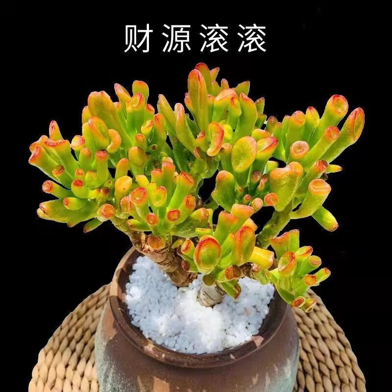 盖淘多肉植物发财树花卉盆栽水培植物懒人好养绿植 吸财树6年大老桩