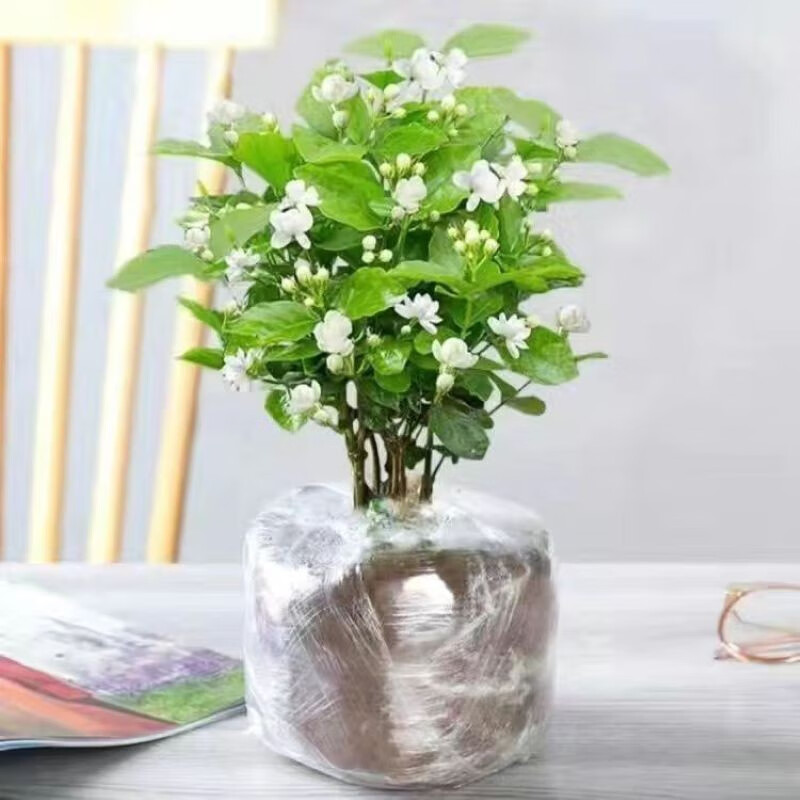 重瓣茉莉花盆栽浓香型南方四季开花带盆驱蚊绿植花卉室内阳台庭院 茉莉5~6棵带花苞发货【不含盆】
