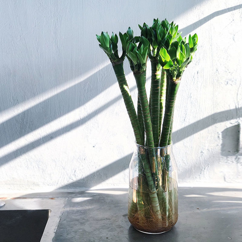 富贵竹水养龙竹室内带根转运竹水培绿植客厅办公室盆栽植物花瓶 45