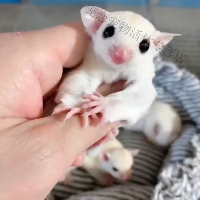 忘己高端异色纯白蜜袋鼯活宠物密袋鼠马赛克蜜袋鼬蜜袋小蜜网红小飞鼠