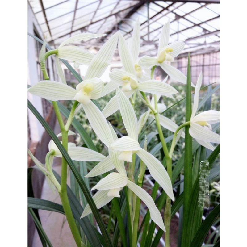 阳台庭院客厅绿植花卉兰花 大雪素组培4苗38 不含盆
