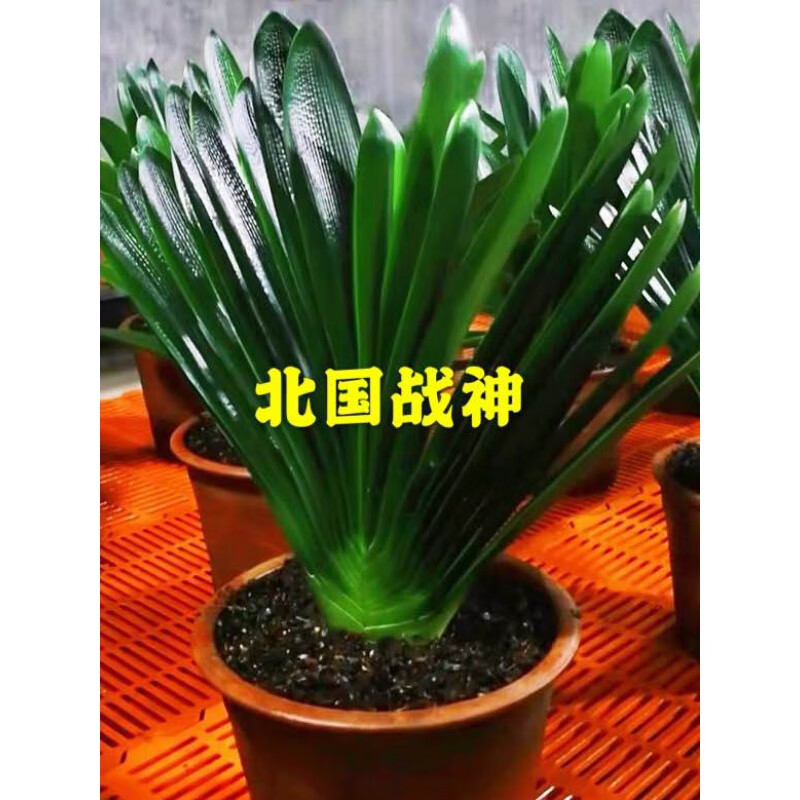 东北基地直发精品立板君子兰盆栽大小苗麻脸胜利技师圆 立板油匠1叶