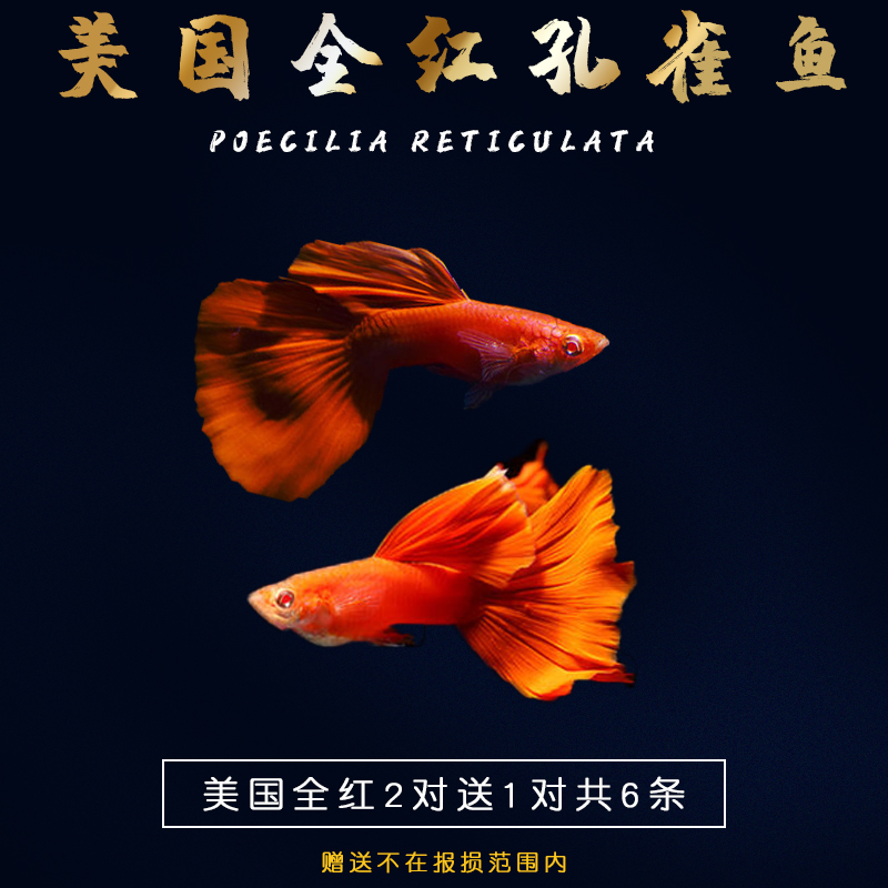 历史水族活体价格查询的网站|水族活体价格走势