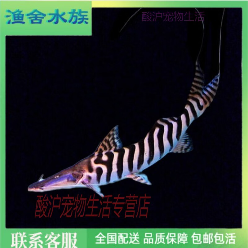 鸭嘴鲨东沙鸭嘴鱼撒旦鸭嘴斑马鸭嘴月光鸭嘴牛头鸭嘴鲶鸭 牛头鸭嘴12