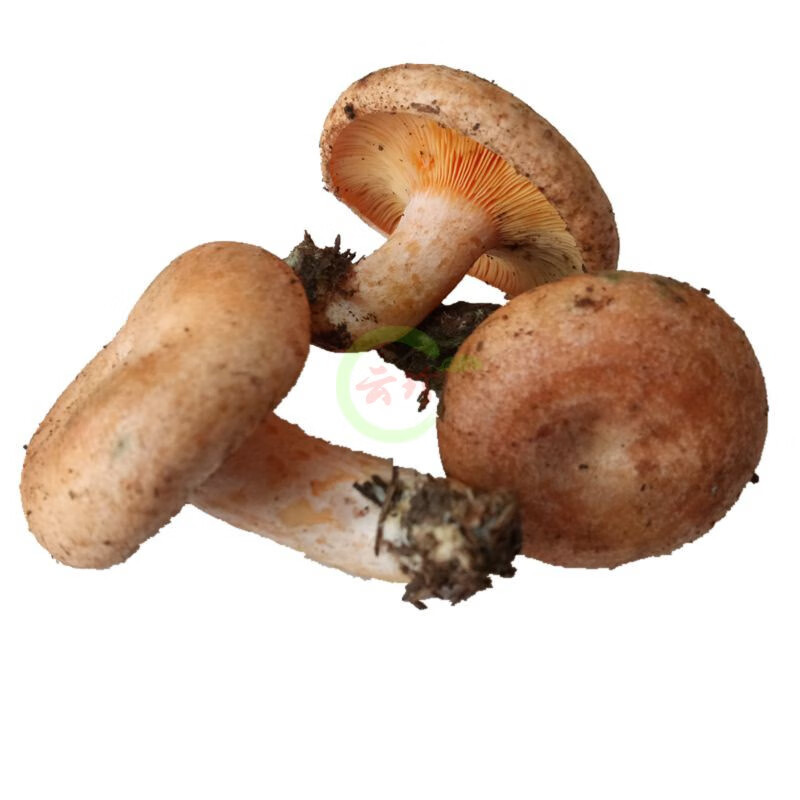 禾澹2021新鲜谷熟菌菇朵500g黄谷熟云南菌蘑菇铜绿重阳紫花乌枞菌